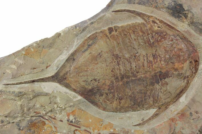 Huge, Megistaspis Trilobite - Fezouata Formation #356945